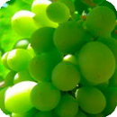 grapes